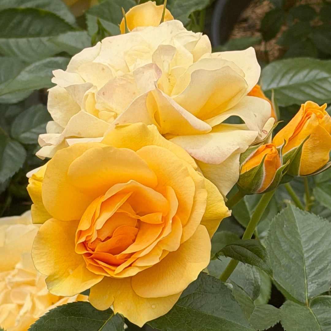 Julia Child Rose |Spotswood Greenery