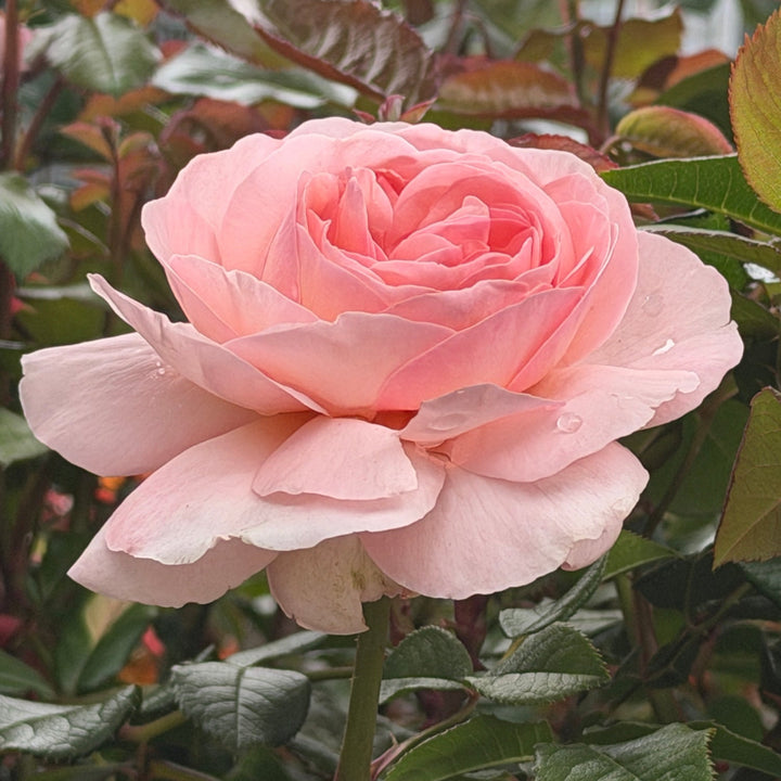 Martha Stewart Rose |Spotswood Greenery