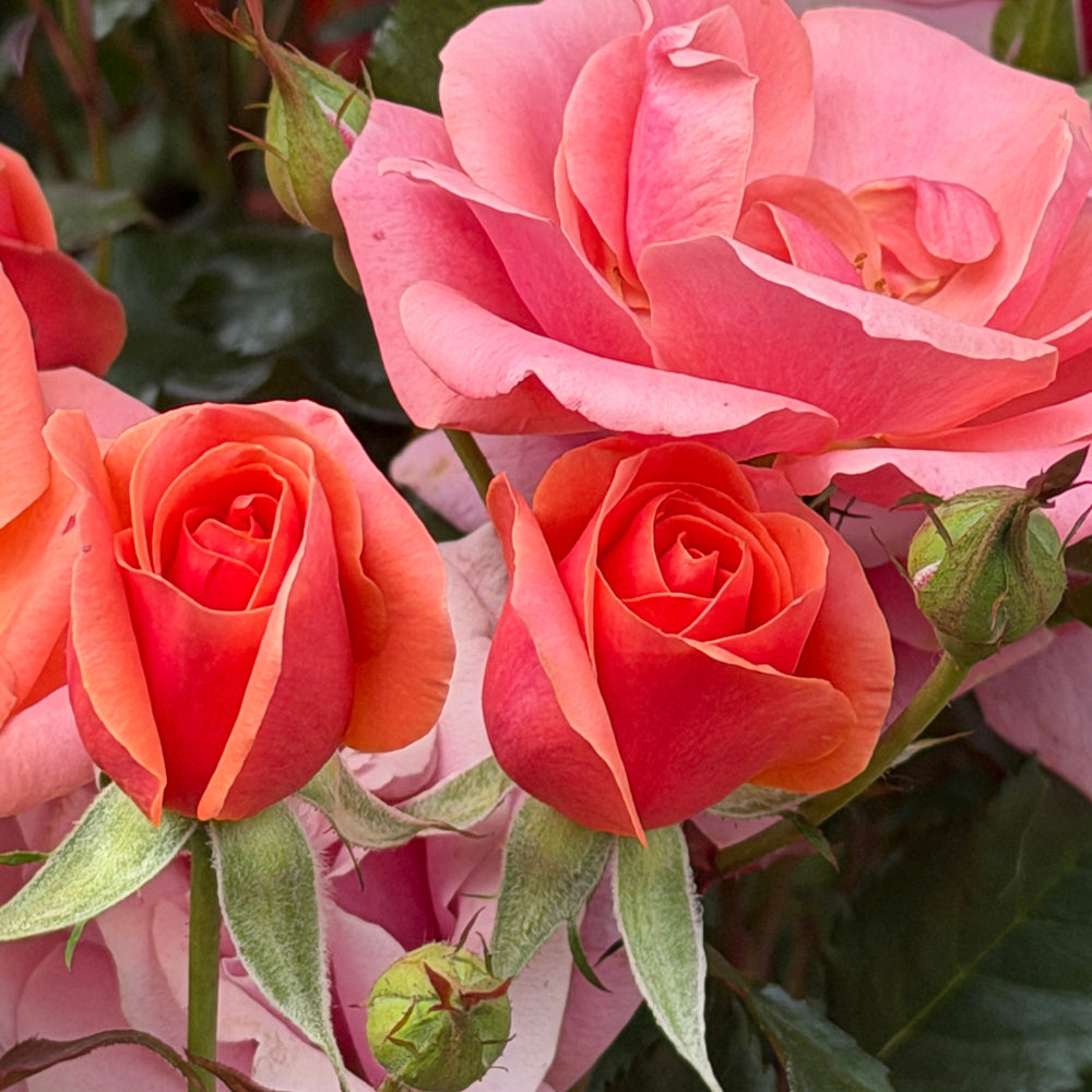 orange glow rosebuds |Spotswood Greenery
