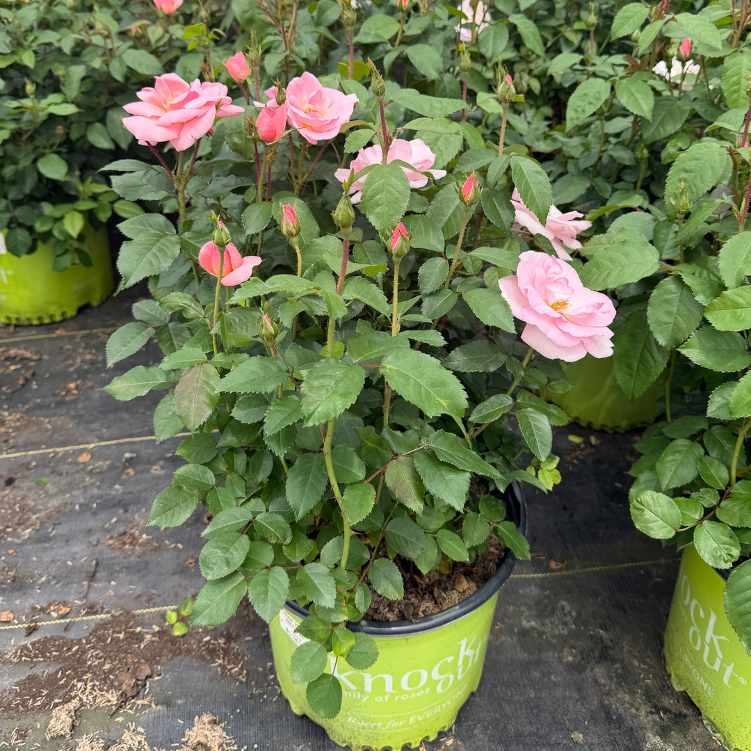 Peach knockout rose |Spotswood Greenery
