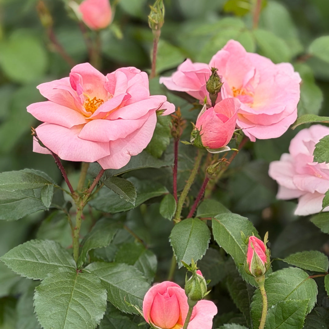 Peach knockout rose |Spotswood Greenery