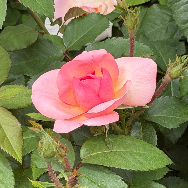 Peach knockout rose |Spotswood Greenery