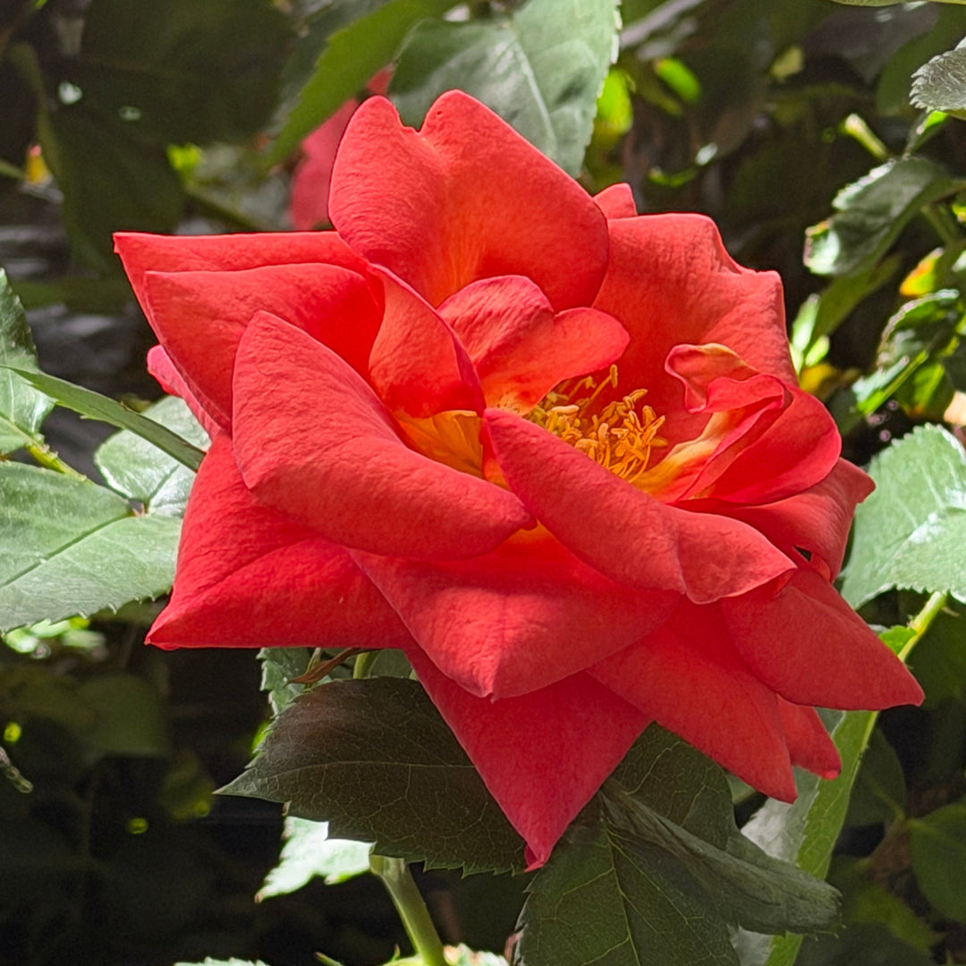 Rise Up® Emberays Climbing Rose |Spotswood Greenery