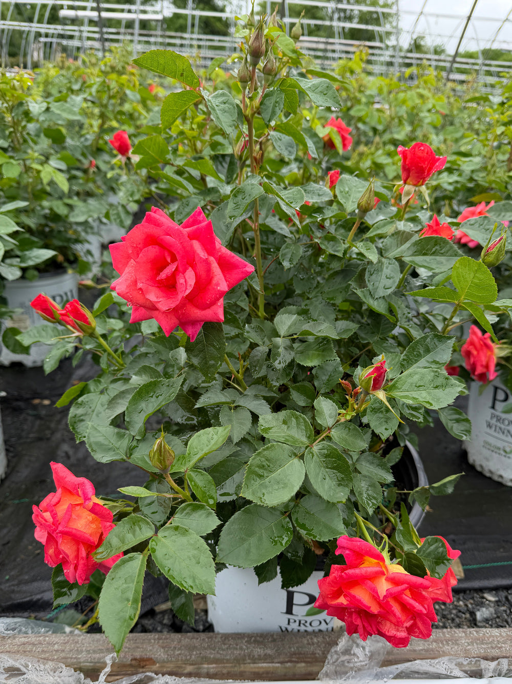 Rise Up® Emberays Climbing Rose |Spotswood Greenery