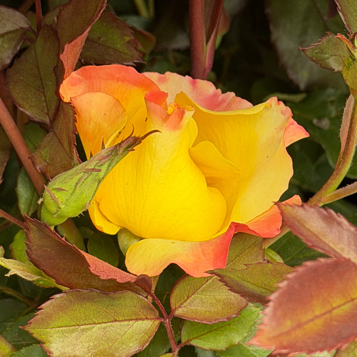 sunset horizon rose in bloom |Spotswood Greenery