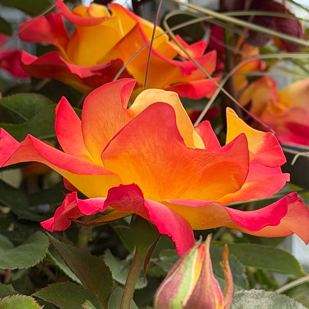 sunset horizon rose in bloom |Spotswood Greenery