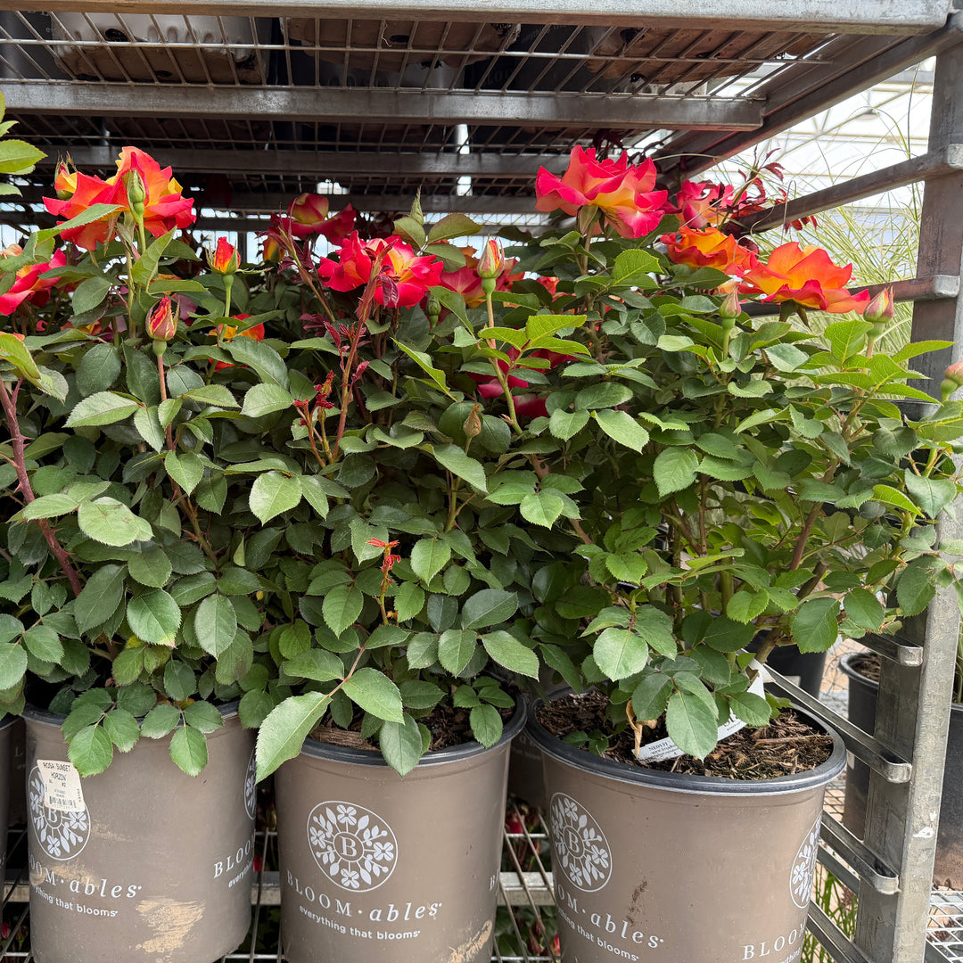 sunset horizon rose in bloom |Spotswood Greenery