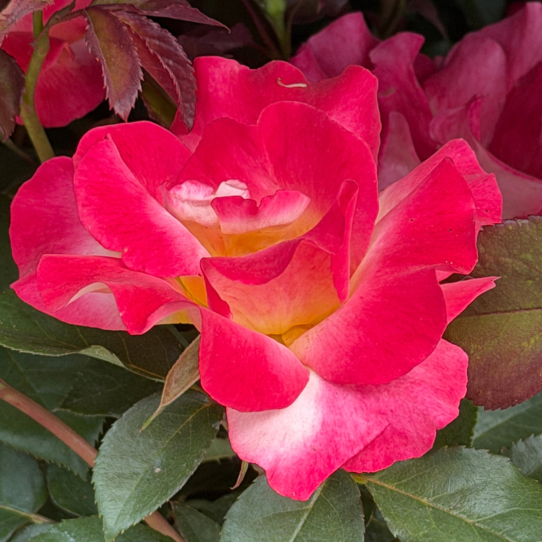 sunset horizon rose in bloom |Spotswood Greenery