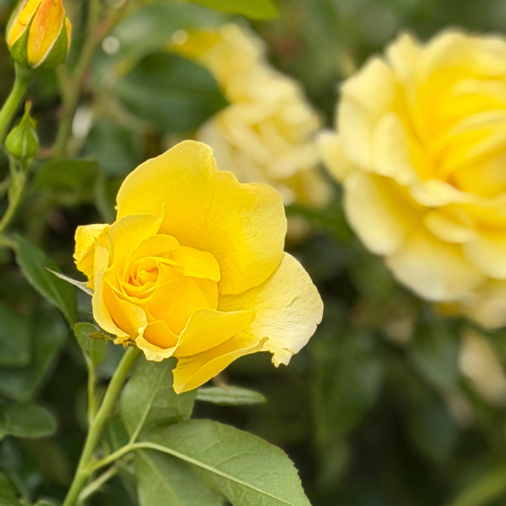 True Bloom® True Friendship Floribunda Rose