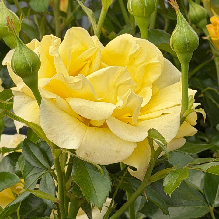 True Friendship Floribunda Rose |Spotswood Greenery