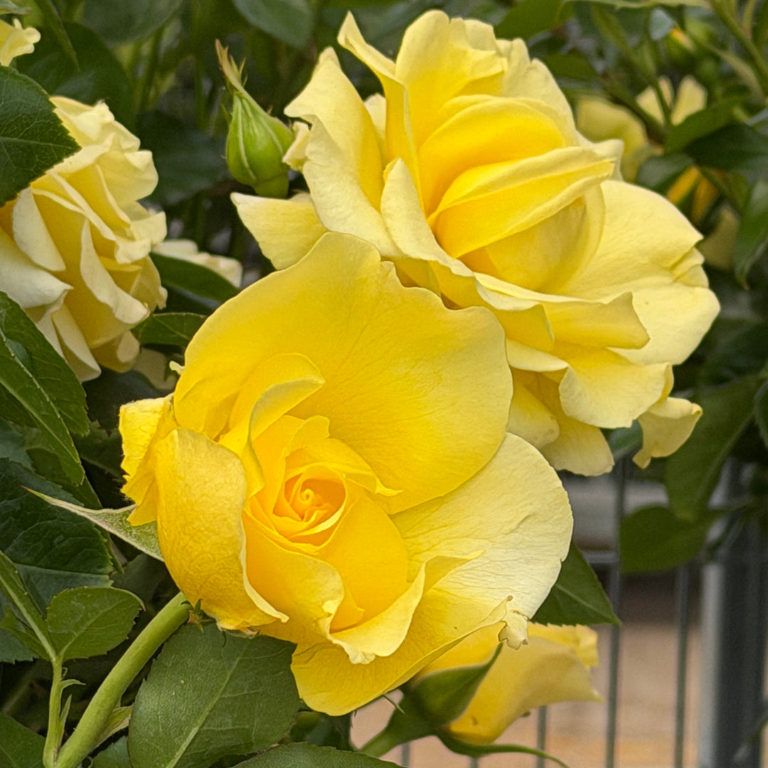 True Friendship Floribunda Rose |Spotswood Greenery