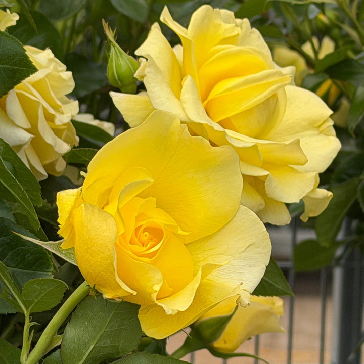 True Friendship Floribunda Rose |Spotswood Greenery