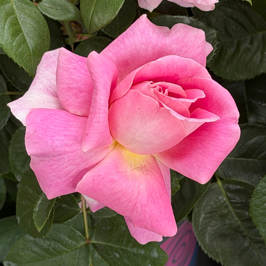 True Bloom™ True Perfume Hybrid Tea Rose |Spotswood Greenery
