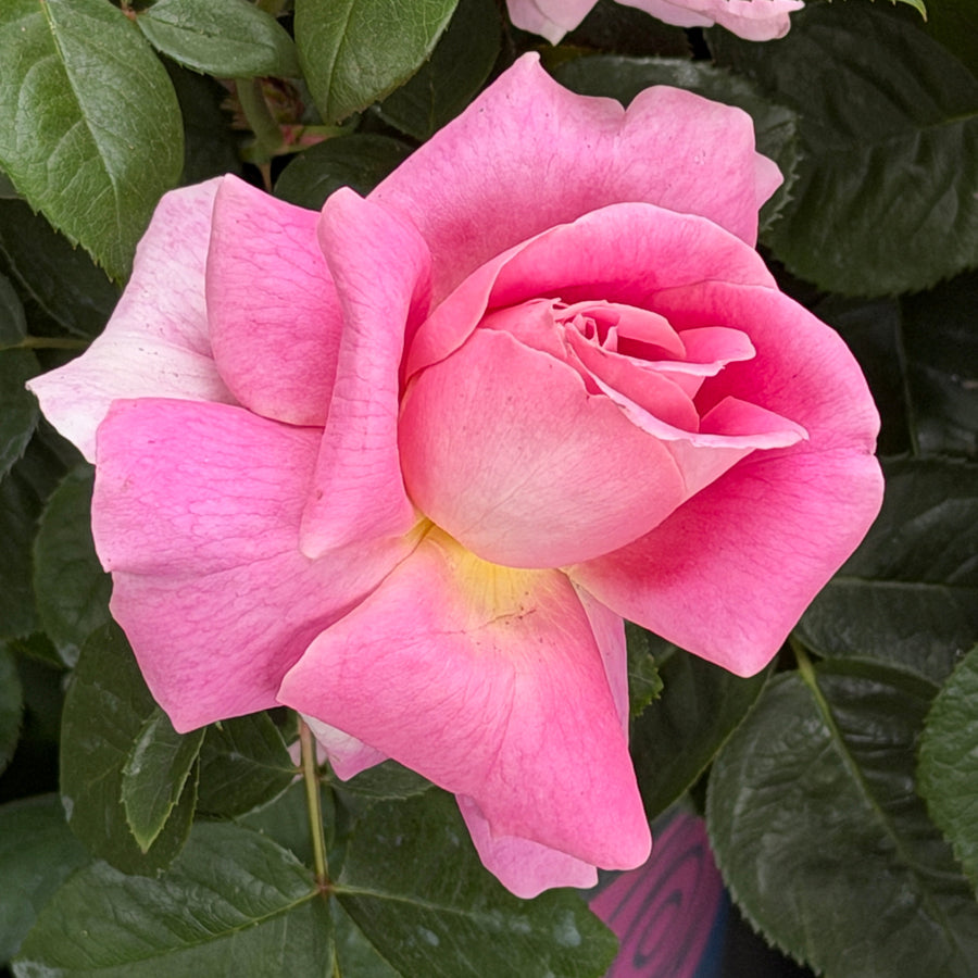 True Bloom™ True Perfume Hybrid Tea Rose |Spotswood Greenery