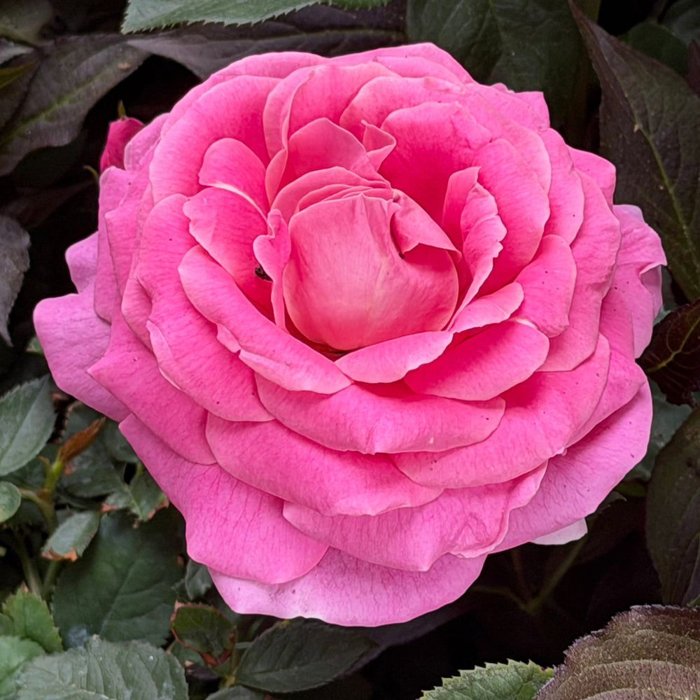 True Perfume Hybrid Tea Rose |Spotswood Greenery