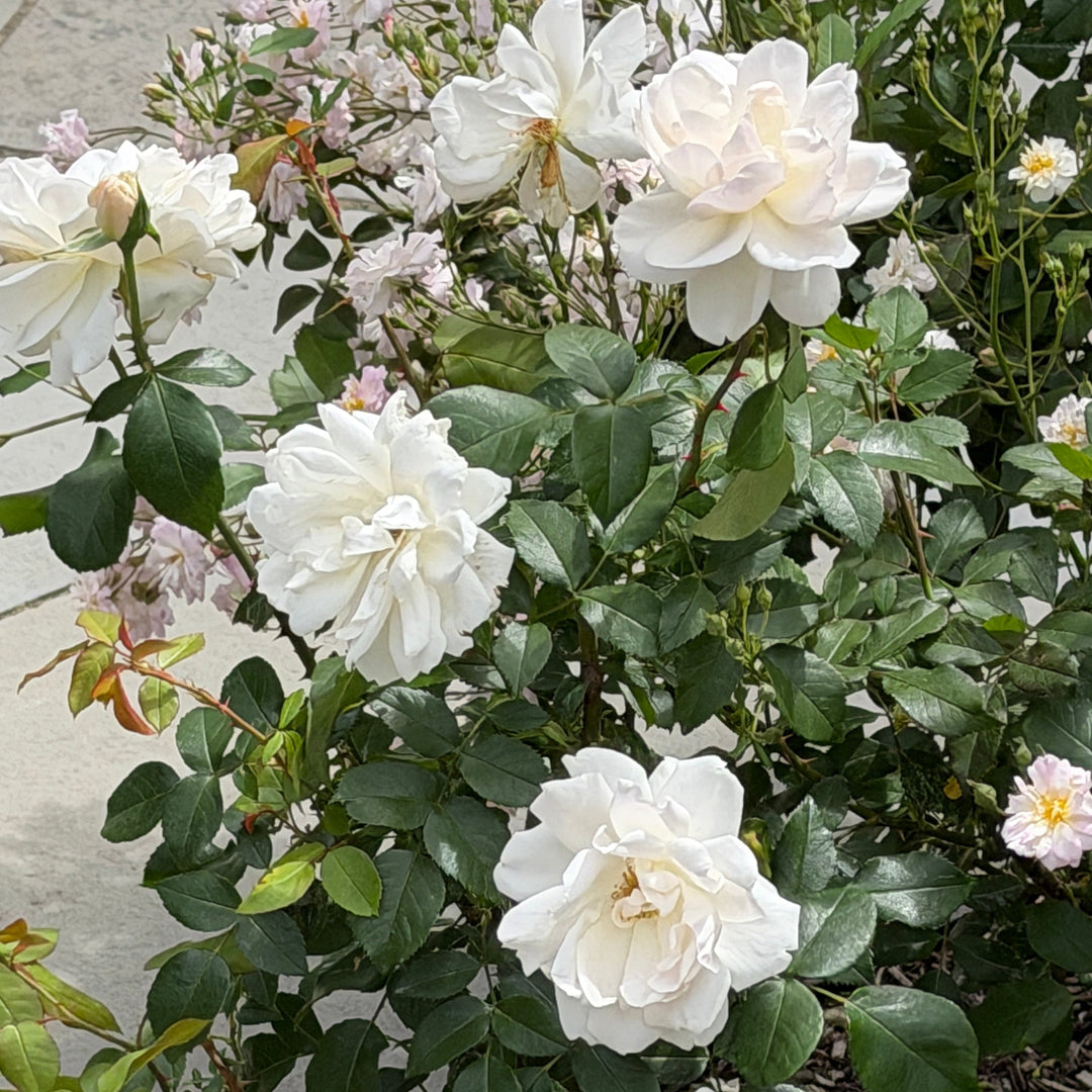 white knockout rose in  bloom |Spotswood Greenery