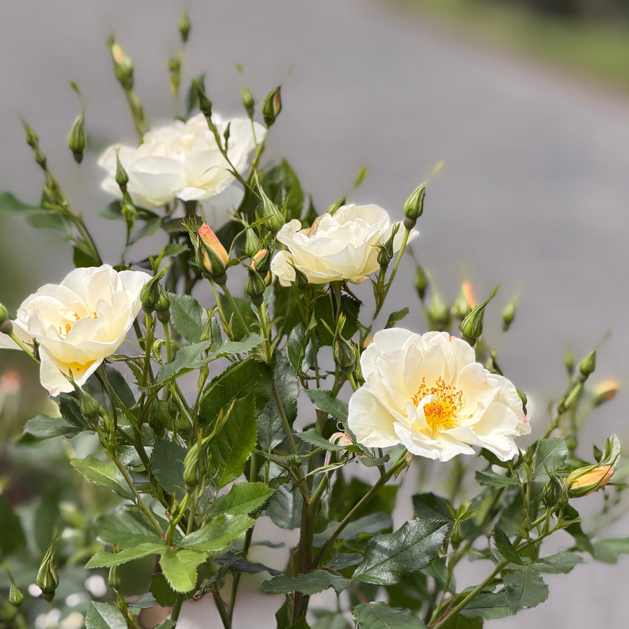 cream colored rose bloom |
Spotswood Greenery