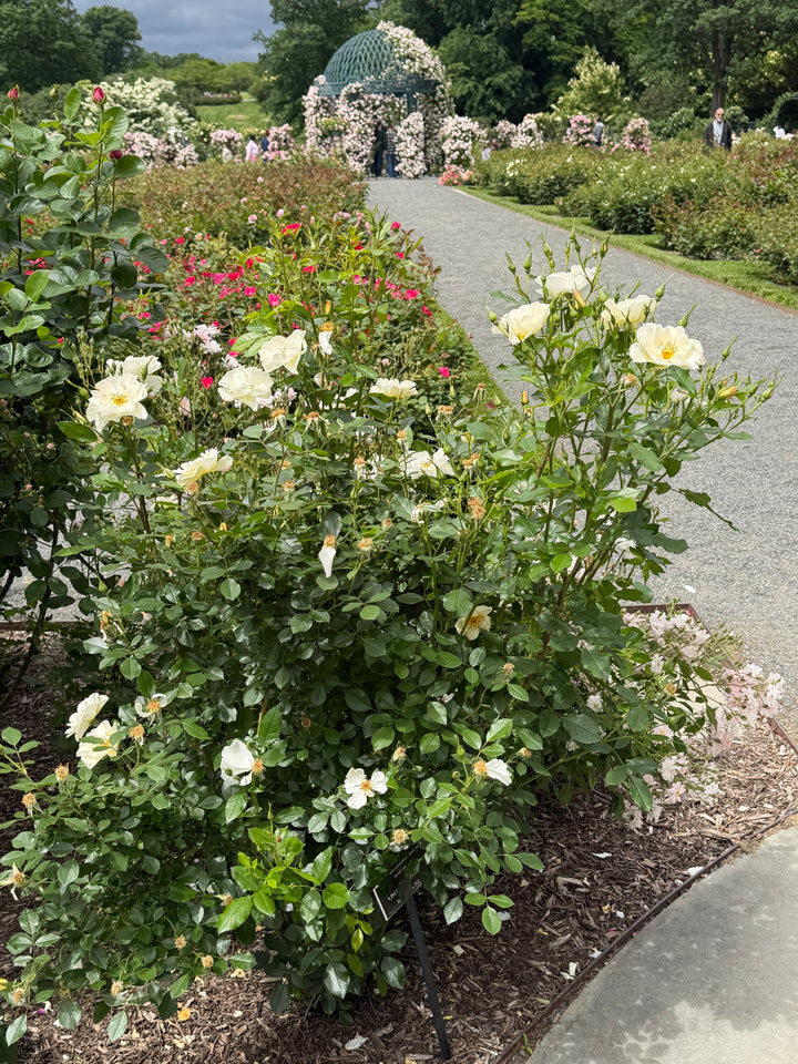 White Knock Out® Rose