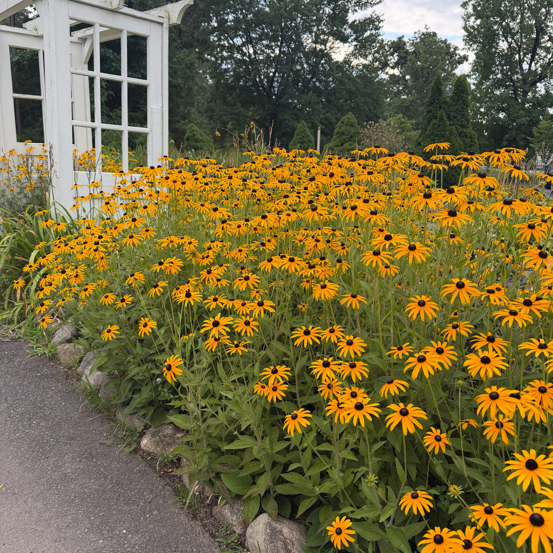 black eyed susans in flower |Spotswood Greenery