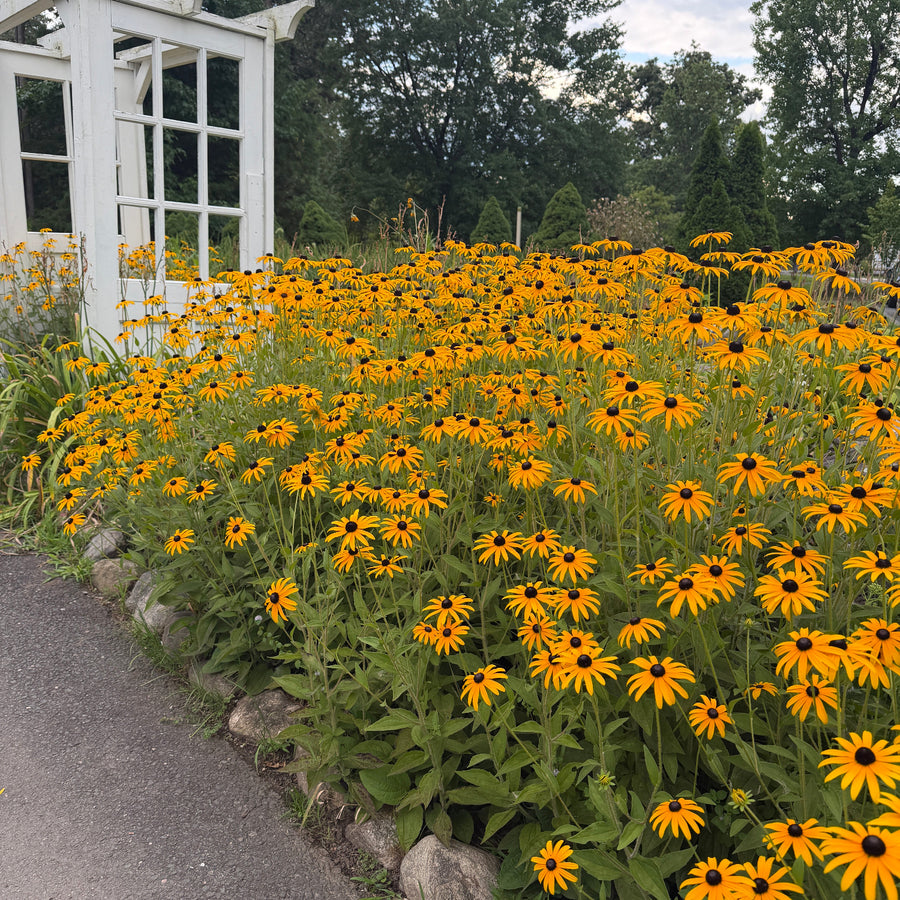 black eyed susans in flower |Spotswood Greenery