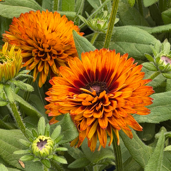 Solar Sisters Rudbeckia |Spotswood Greenery