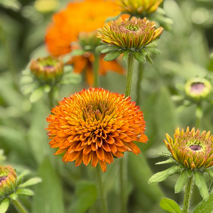 Solar Sisters Rudbeckia |Spotswood Greenery