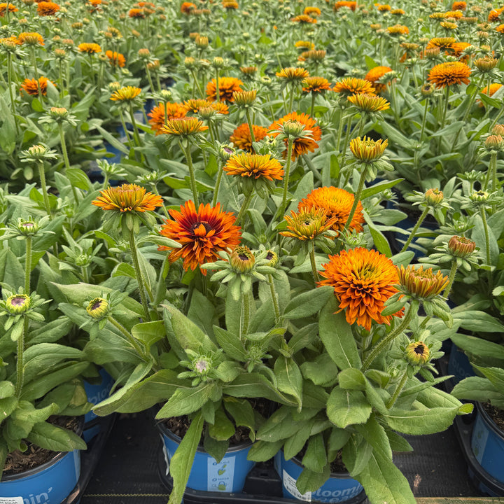 Solar Sisters Rudbeckia |Spotswood Greenery