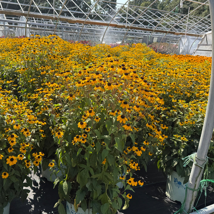 Blackjack Gold Rudbeckia |Spotswood Greenery