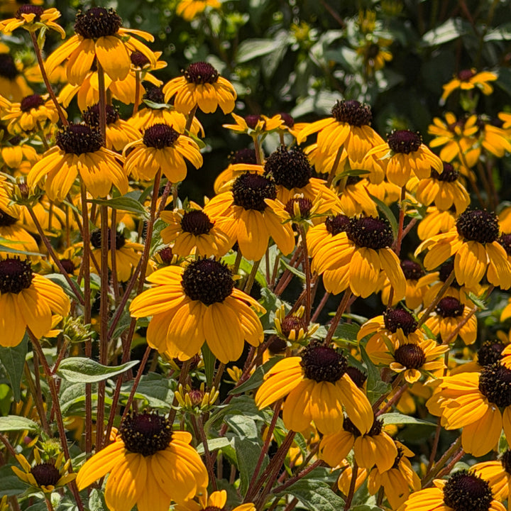 Blackjack Gold Rudbeckia |Spotswood Greenery