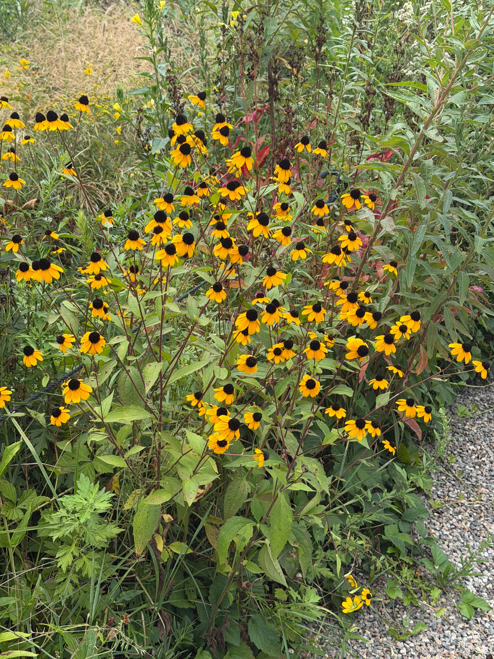 Three lobed coneflower in bloom |Spotswood Greenery