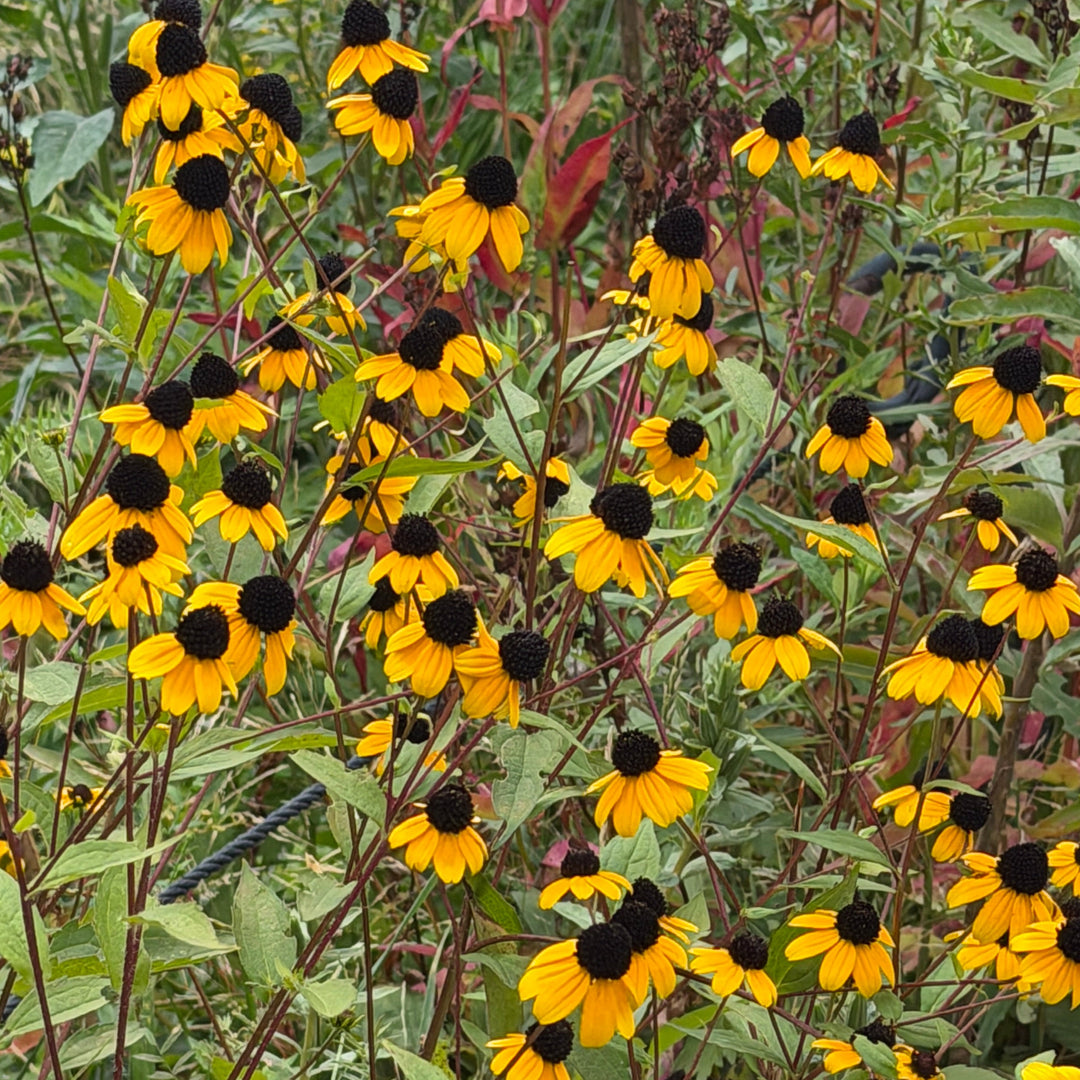 Three lobed coneflower in bloom |Spotswood Greenery