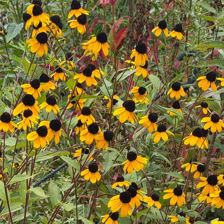Three lobed coneflower in bloom |Spotswood Greenery