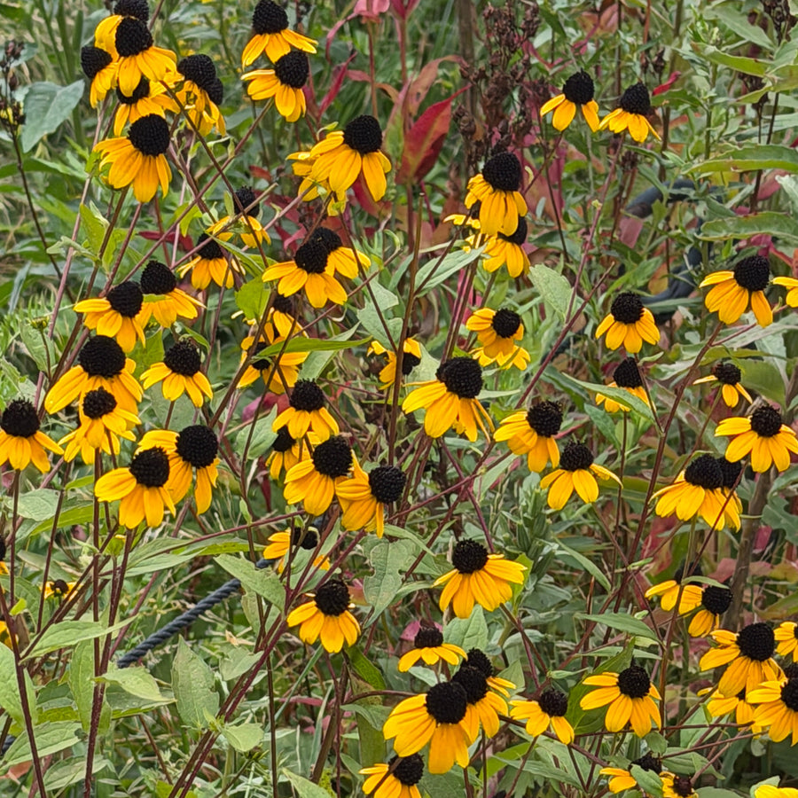 Three lobed coneflower in bloom |Spotswood Greenery