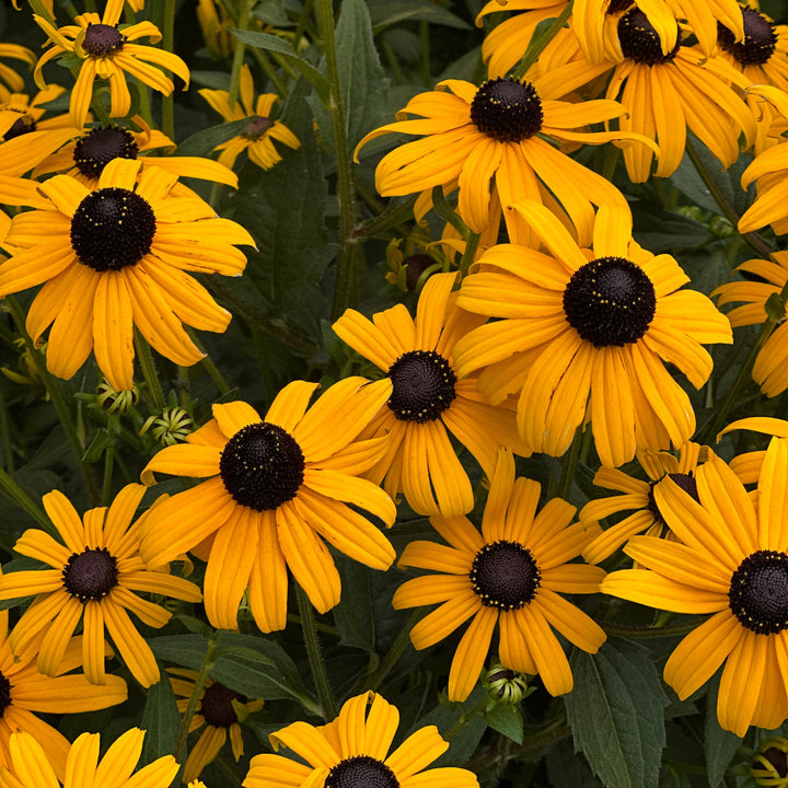 Goldsturm Black-Eyed Susan