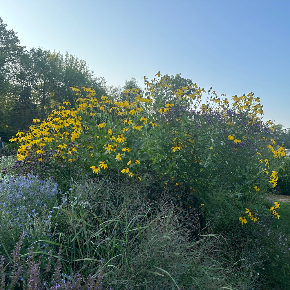 Cutleaf coneflower in bloom |Spotswood Greenery