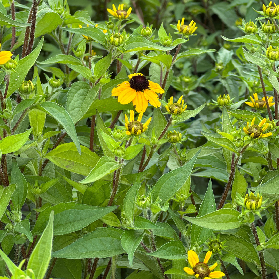 Three Lobed Coneflower