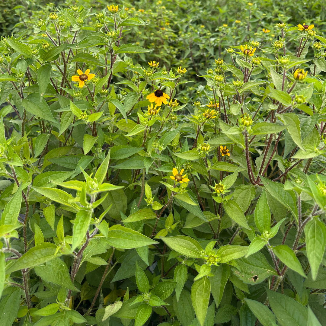 Three Lobed Coneflower