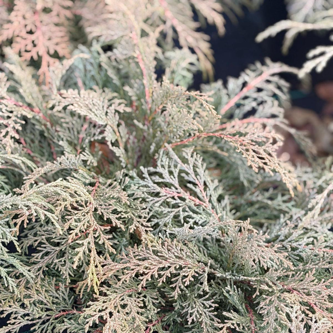 Russian Cypress |Spotswood Greenery