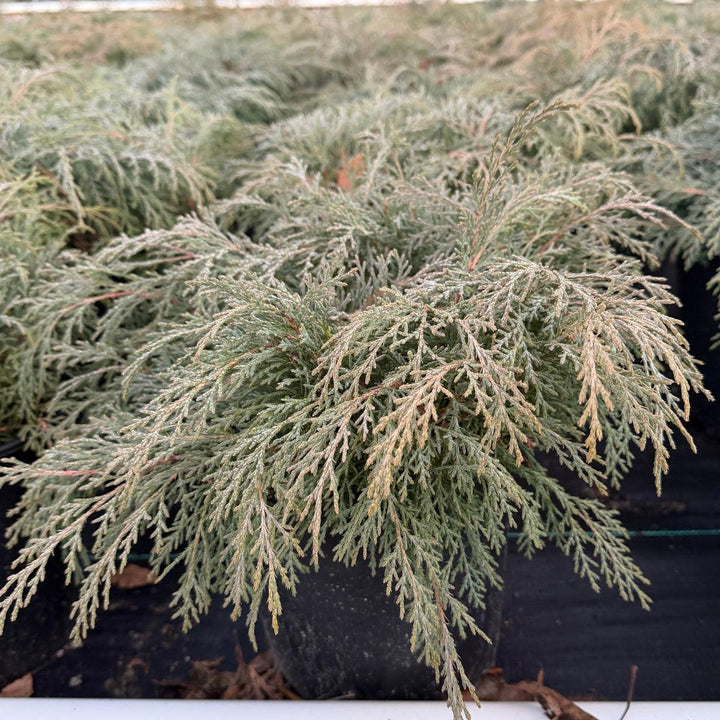 Russian Cypress |Spotswood Greenery
