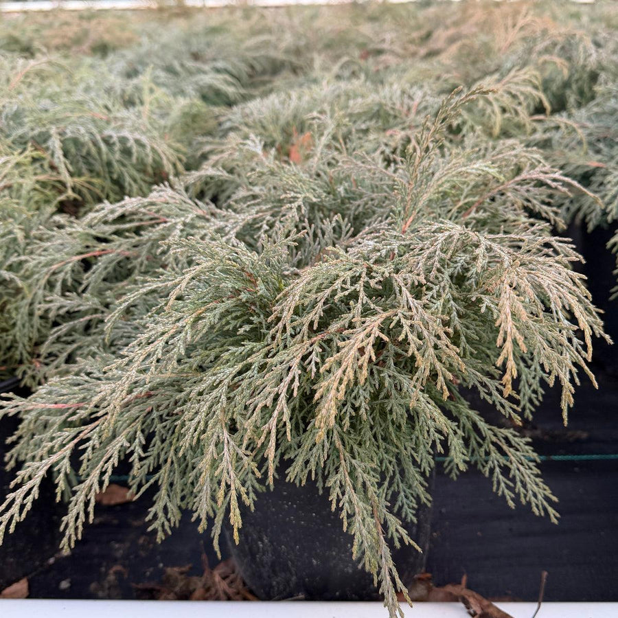 Russian Cypress |Spotswood Greenery