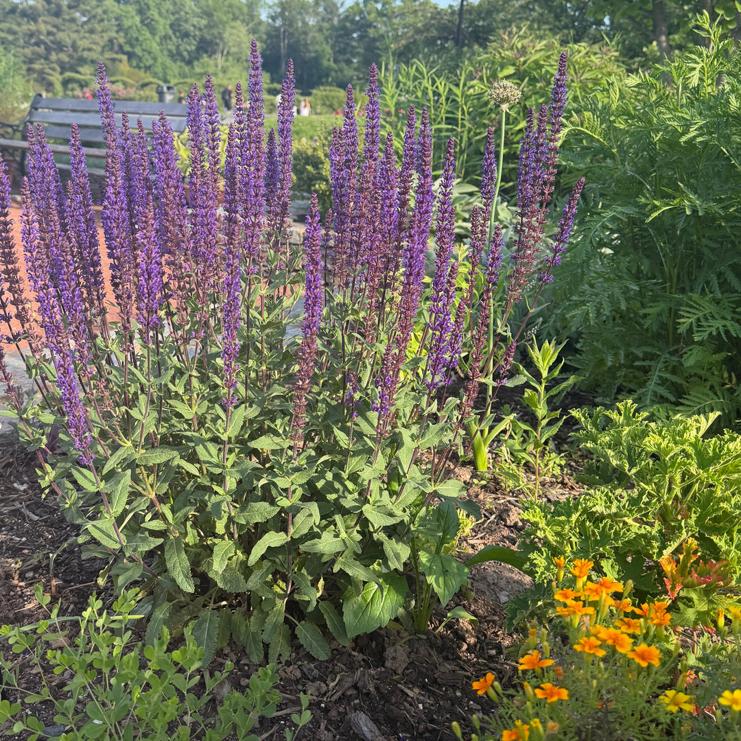 meadow sage in bloom |Spotswood Greenery