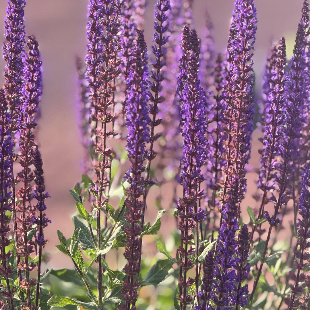 meadow sage in bloom |Spotswood Greenery