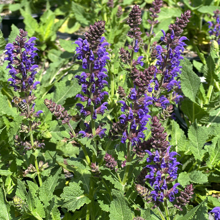 April Night Meadow Sage