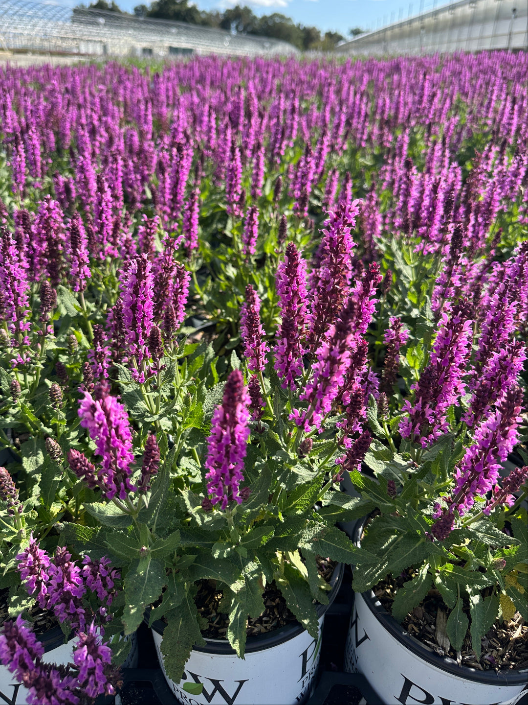 Pink Profusion Meadow Sage