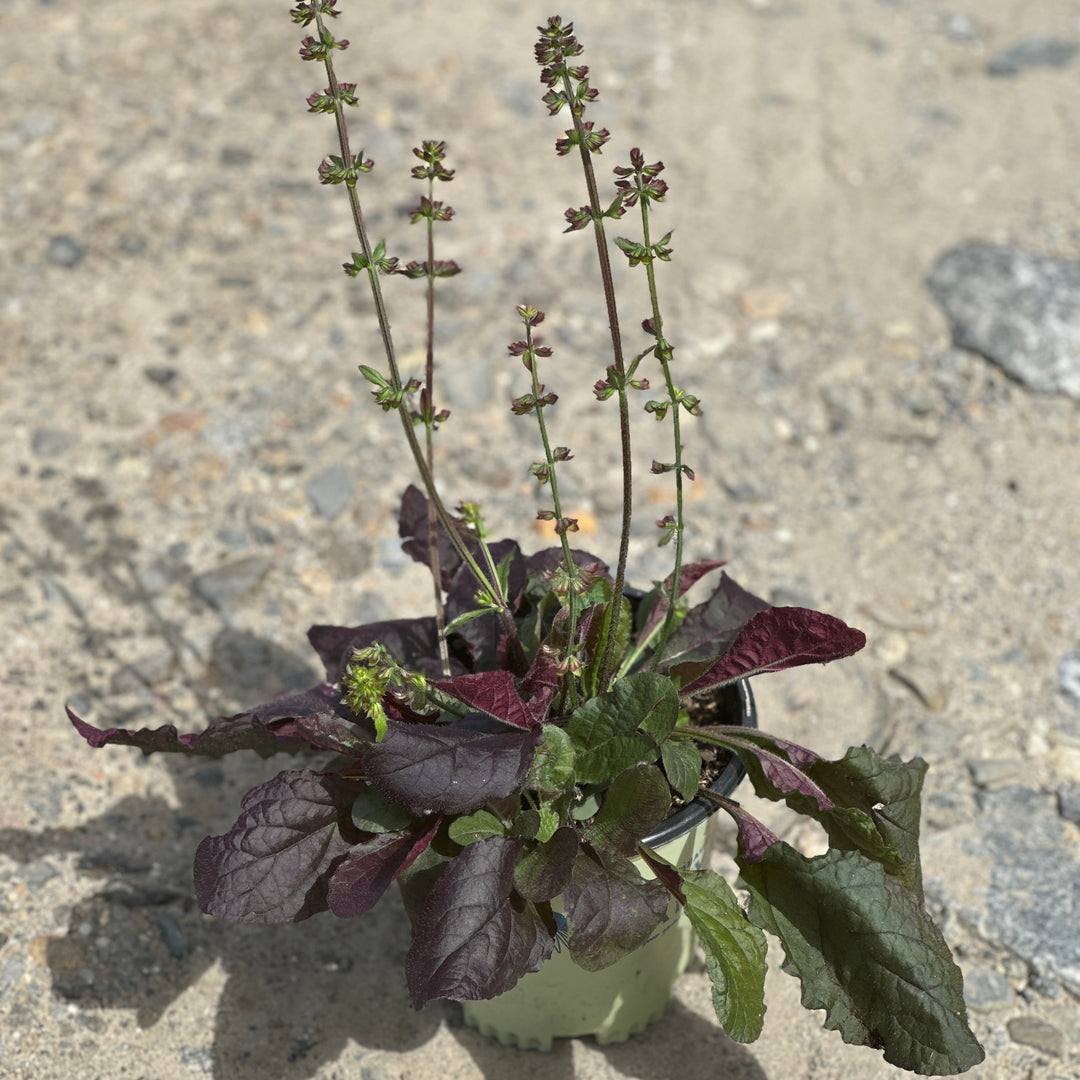 Purple Knockout Lyre Leaved Sage