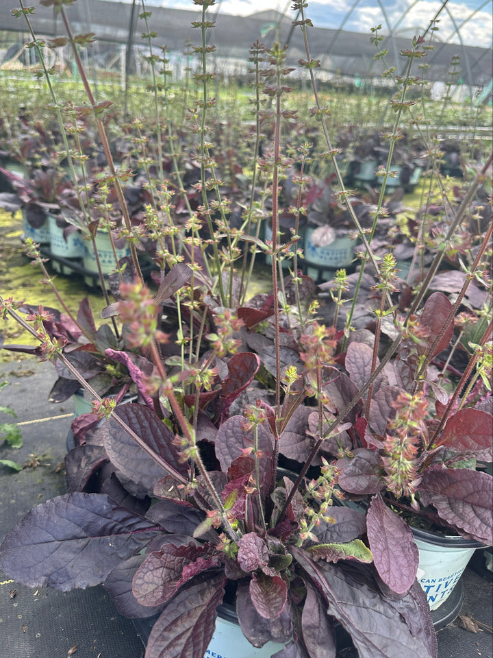 Purple Knockout Lyre Leaved Sage