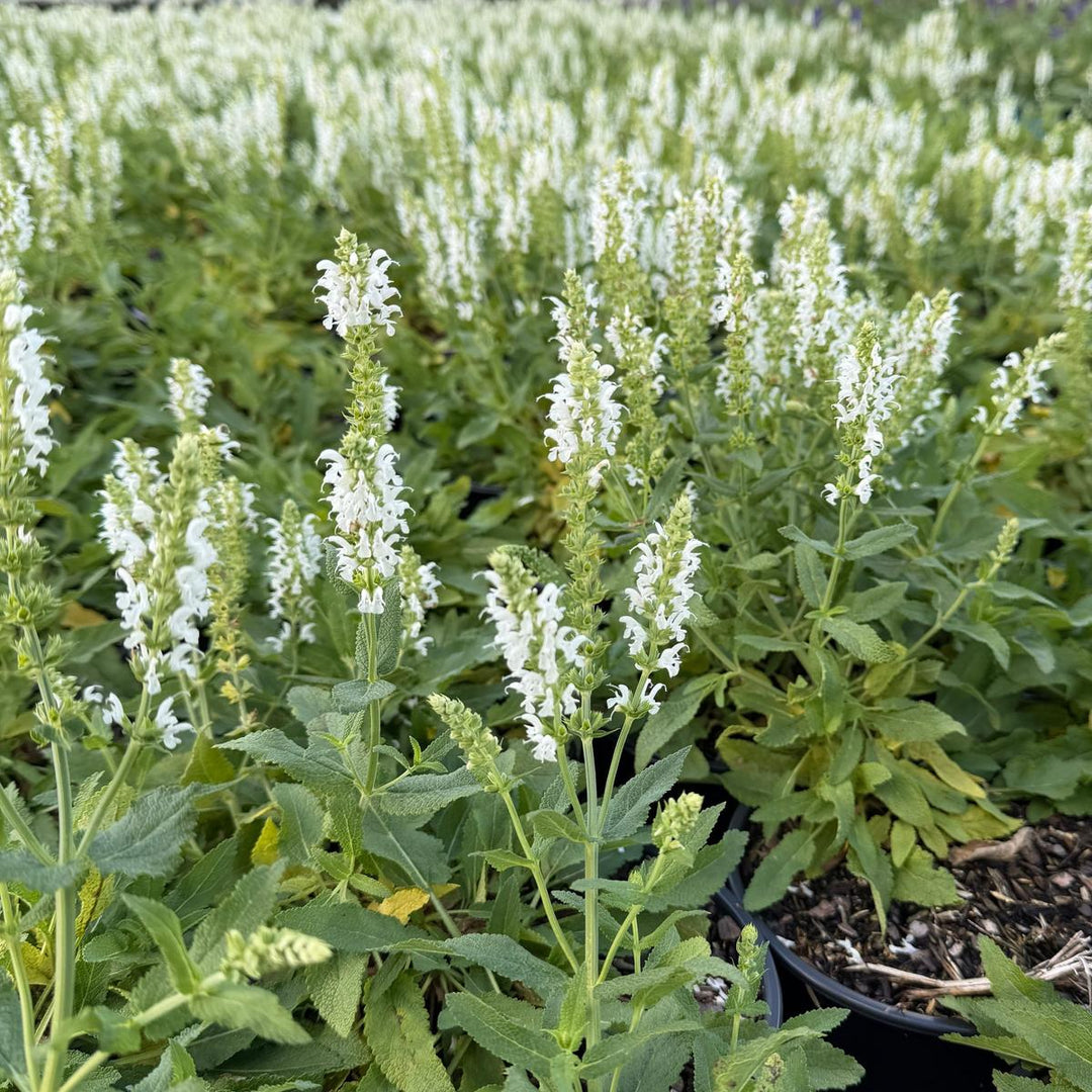 Snow Hill Wood Sage