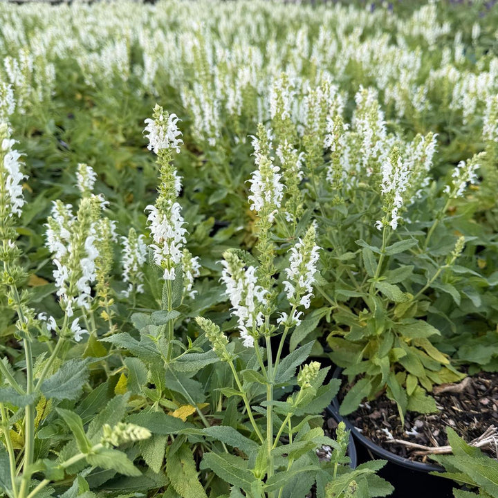 Snow Hill Wood Sage