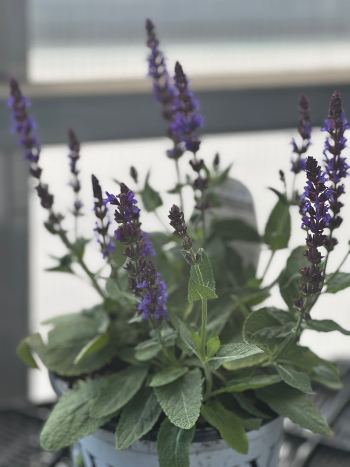Color Spires® Violet Riot Meadow Sage