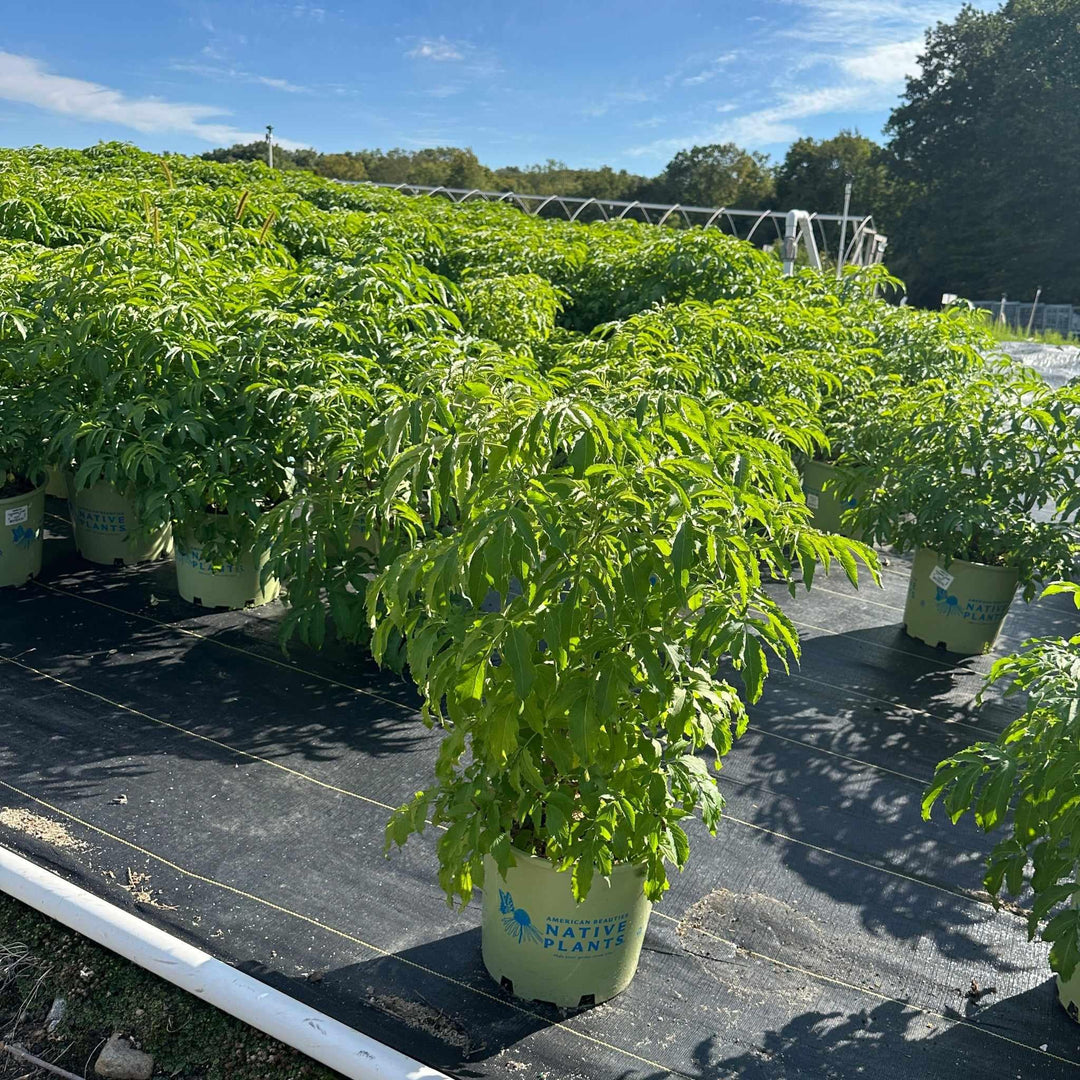 Adams Elderberry